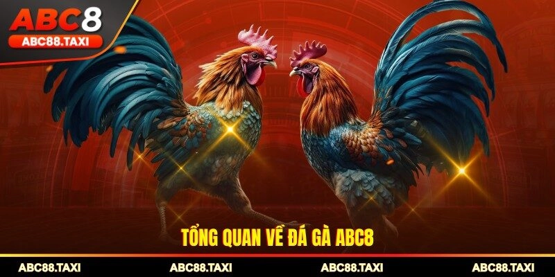 Tổng quan về đá gà ABC8